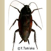クロゴキブリ Periplaneta Fuliginosa Serville イカリ消毒 害虫と商品の情報サイト