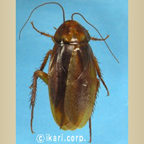 トビイロゴキブリ Periplaneta Brunnea Burmeister イカリ消毒 害虫と商品の情報サイト